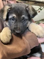 Myra, a female German Shepherd Dog for sale in Westfield, WI – Photo 6 of 10