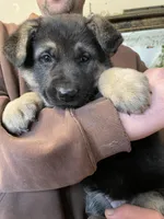 Myra, a female German Shepherd Dog for sale in Westfield, WI – Photo 1 of 10