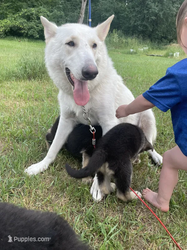 Lucifer Von Drake – German Shepherd Dog puppy for sale in Westfield, WI