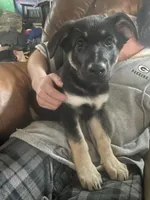 Padme, a female German Shepherd Dog for sale in Westfield, WI – Photo 6 of 9