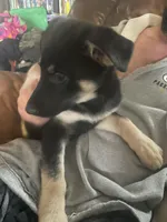 Padme, a female German Shepherd Dog for sale in Westfield, WI – Photo 4 of 9