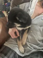 Padme, a female German Shepherd Dog for sale in Westfield, WI – Photo 8 of 9