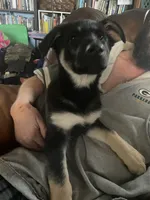 Padme, a female German Shepherd Dog for sale in Westfield, WI – Photo 3 of 9