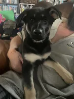 Padme, a female German Shepherd Dog for sale in Westfield, WI – Photo 1 of 9