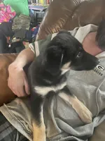 Padme, a female German Shepherd Dog for sale in Westfield, WI – Photo 9 of 9