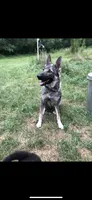 Gamorrah Von Drake, a female German Shepherd Dog for sale in Westfield, WI – 2 of 3