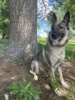 Gamorrah Von Drake, a female German Shepherd Dog for sale in Westfield, WI – 1 of 3