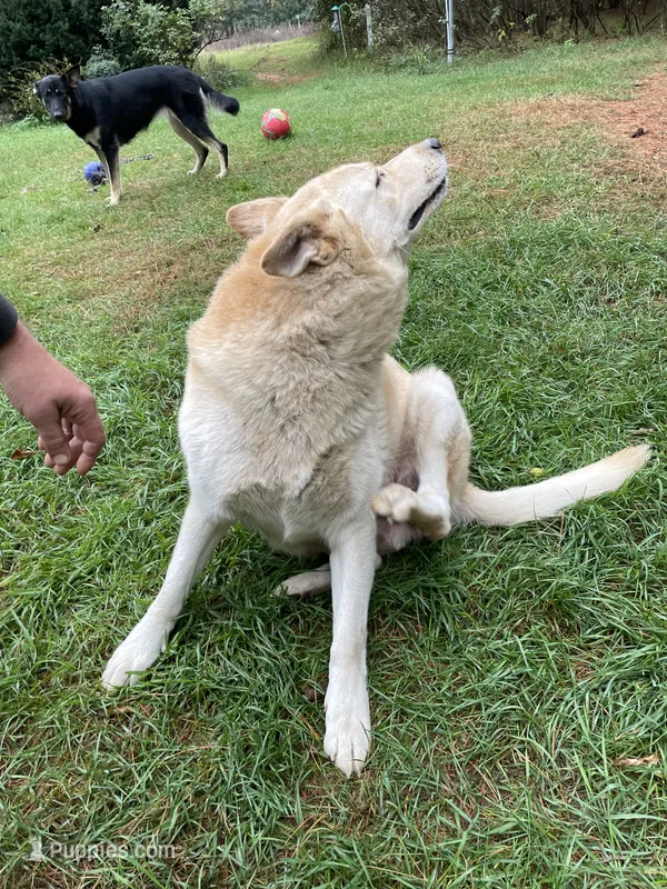 Gabriel Von Drake – German Shepherd Dog puppy for sale in Westfield, WI