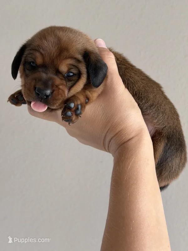 Girl – Miniature Dachshund puppy for sale in Orlando, FL