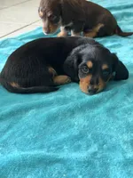 Boy , a male Miniature Dachshund for sale in Clermont, FL – 3 of 5