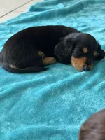 Boy , a male Miniature Dachshund for sale in Clermont, FL – 4 of 5