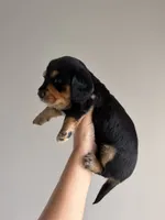 Boy , a male Miniature Dachshund for sale in Orlando, FL – 2 of 2