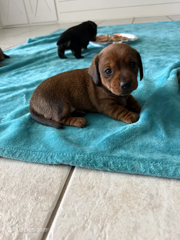 Girl – Miniature Dachshund puppy for sale in Orlando, FL