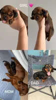 Girl, a female Miniature Dachshund for sale in Clermont, FL – 3 of 3