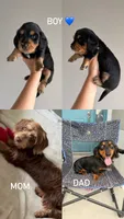 Boy , a male Miniature Dachshund for sale in Clermont, FL – 5 of 5