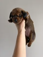 Girl, a female Miniature Dachshund for sale in Orlando, FL – 2 of 3