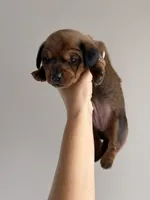 Girl, a female Miniature Dachshund for sale in Orlando, FL – 3 of 3