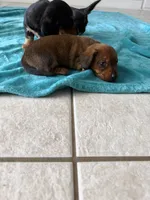 Girl, a female Miniature Dachshund for sale in Clermont, FL – 2 of 3