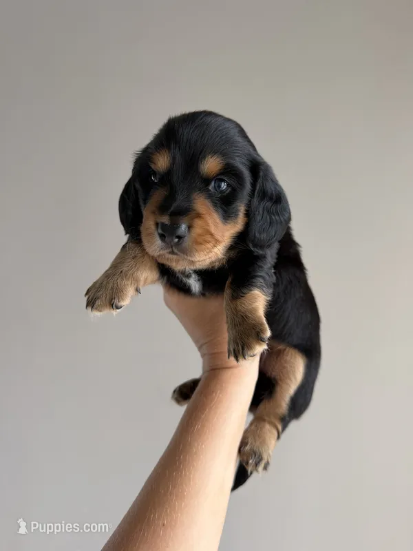 Boy  – Miniature Dachshund puppy for sale in Orlando, FL