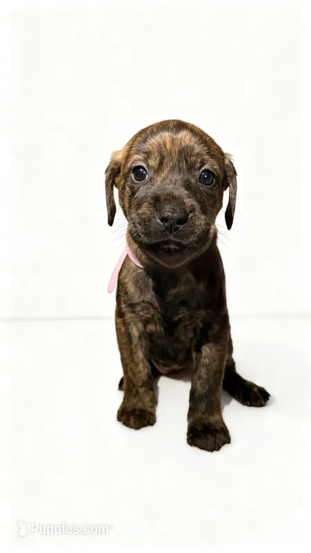 Coco – American Bulldog, Rottweiler puppy for sale in Birdsboro, PA