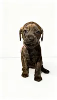 Coco, a female American Bulldog and Rottweiler for sale in Birdsboro, PA – 1 of 1