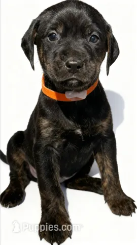 Sage – American Bulldog, Rottweiler puppy for sale in Birdsboro, PA