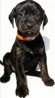 Sage, a female American Bulldog and Rottweiler for sale in Birdsboro, PA – 1 of 1