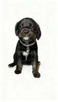 Lola, a female American Bulldog and Rottweiler for sale in Birdsboro, PA – 1 of 1