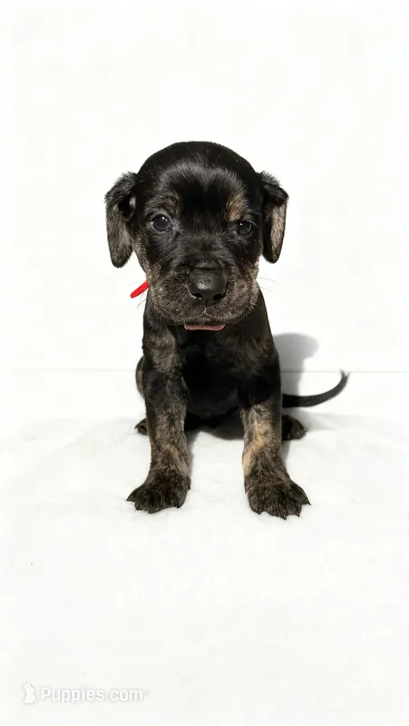 Draco – American Bulldog, Rottweiler puppy for sale in Birdsboro, PA