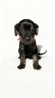 Draco, a male American Bulldog and Rottweiler for sale in Birdsboro, PA – 1 of 1
