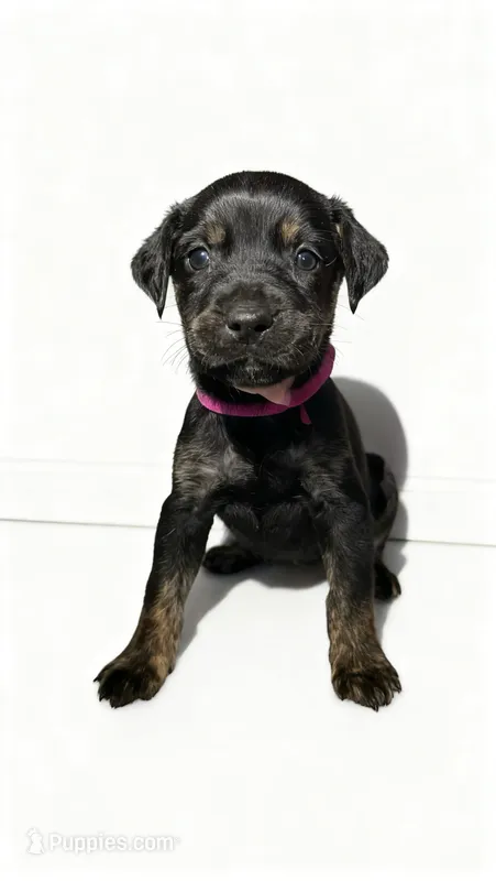 Zara – American Bulldog, Rottweiler puppy for sale in Birdsboro, PA