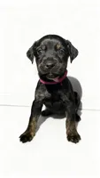 Zara, a female American Bulldog and Rottweiler for sale in Birdsboro, PA – 1 of 1