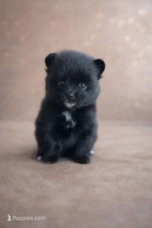 Onyx – Pomeranian puppy for sale in Woodbury, TN