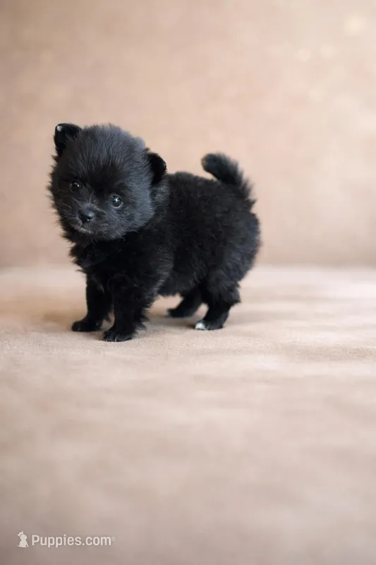 Pearl – Pomeranian puppy for sale in Woodbury, TN
