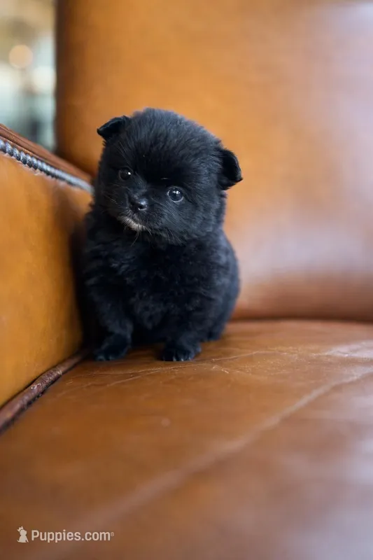 Opal – Pomeranian puppy for sale in Woodbury, TN