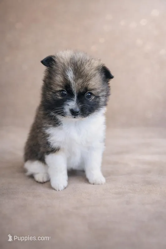 Ruby – Pomeranian puppy for sale in Woodbury, TN