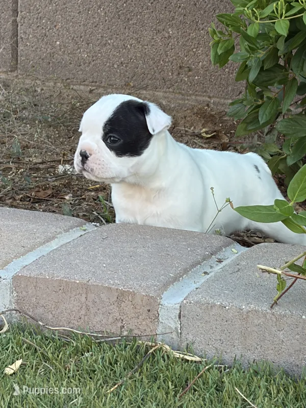 Pebbles – Boston Terrier, French Bulldog puppy for sale in Tucson, AZ