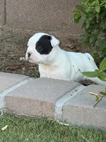 Pebbles, a female Boston Terrier and French Bulldog for sale in Tucson, AZ – 2 of 9
