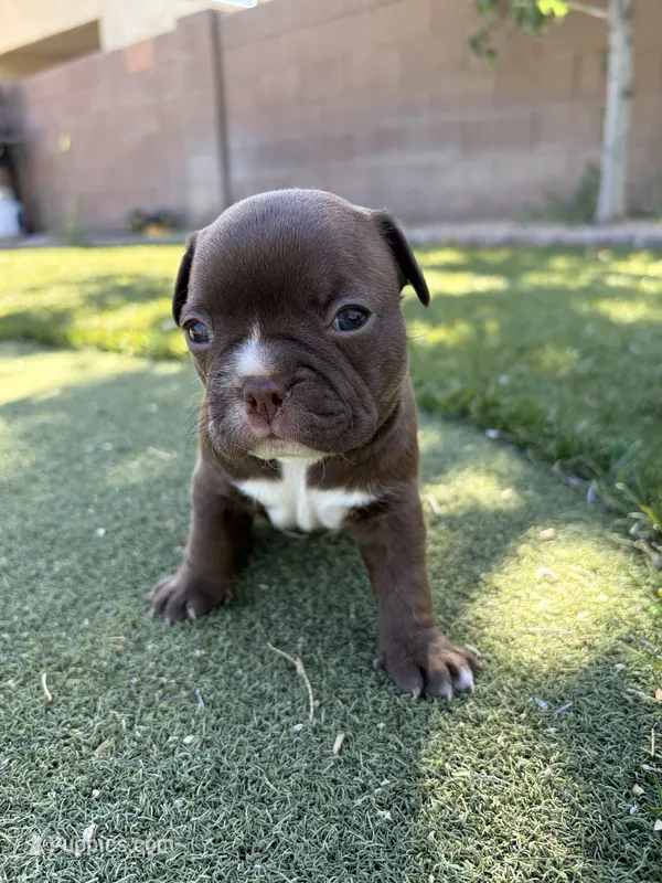 Nala – Boston Terrier, French Bulldog puppy for sale in Tucson, AZ