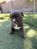 Nala, a female Boston Terrier and French Bulldog for sale in Tucson, AZ – 1 of 5