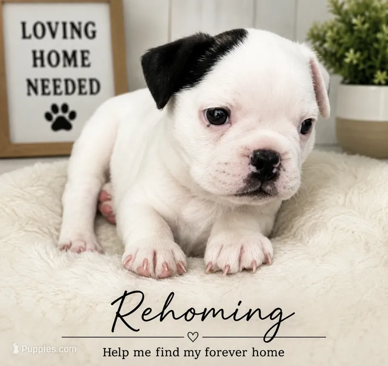 Sparky – Boston Terrier, French Bulldog puppy on hold in Tucson, AZ