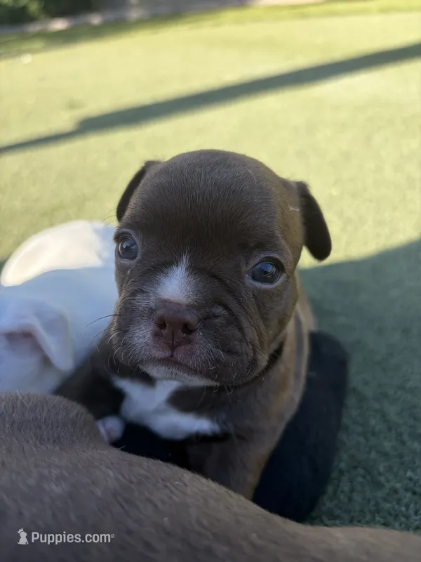Nala – Boston Terrier, French Bulldog puppy on hold in Tucson, AZ