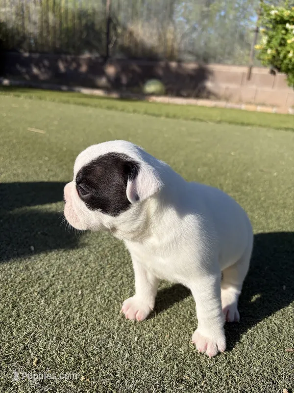 Pebbles – Boston Terrier, French Bulldog puppy for sale in Tucson, AZ