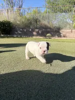 Pebbles, a female Boston Terrier and French Bulldog for sale in Tucson, AZ – 5 of 9