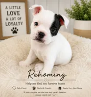 Pebbles, a female Boston Terrier and French Bulldog for sale in Tucson, AZ – 1 of 9