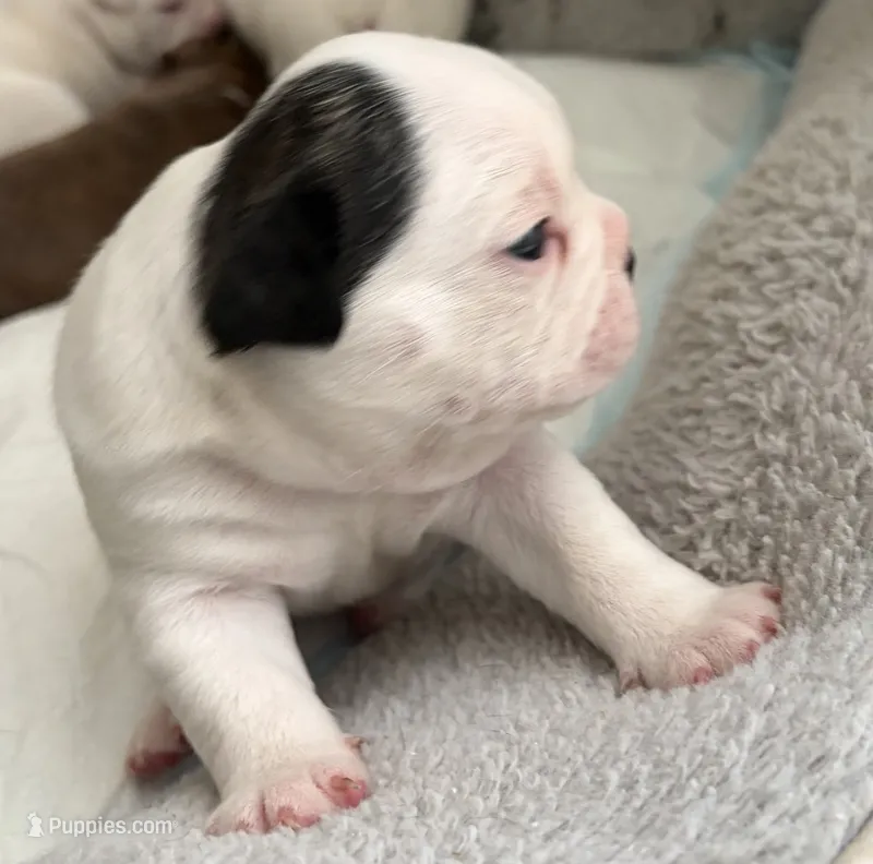 Sparky – Boston Terrier, French Bulldog puppy for sale in Tucson, AZ