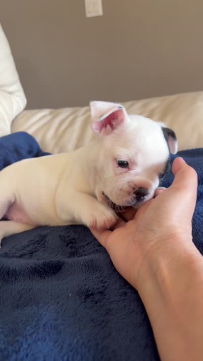 Pebbles, a female Boston Terrier and French Bulldog for sale in Tucson, AZ – 9 of 9
