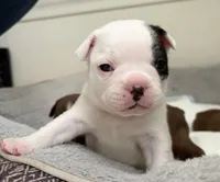 Pebbles, a female Boston Terrier and French Bulldog for sale in Tucson, AZ – 2 of 4