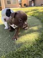 Nala, a female Boston Terrier and French Bulldog for sale in Tucson, AZ – 4 of 5
