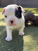 Pebbles, a female Boston Terrier and French Bulldog for sale in Tucson, AZ – 1 of 4